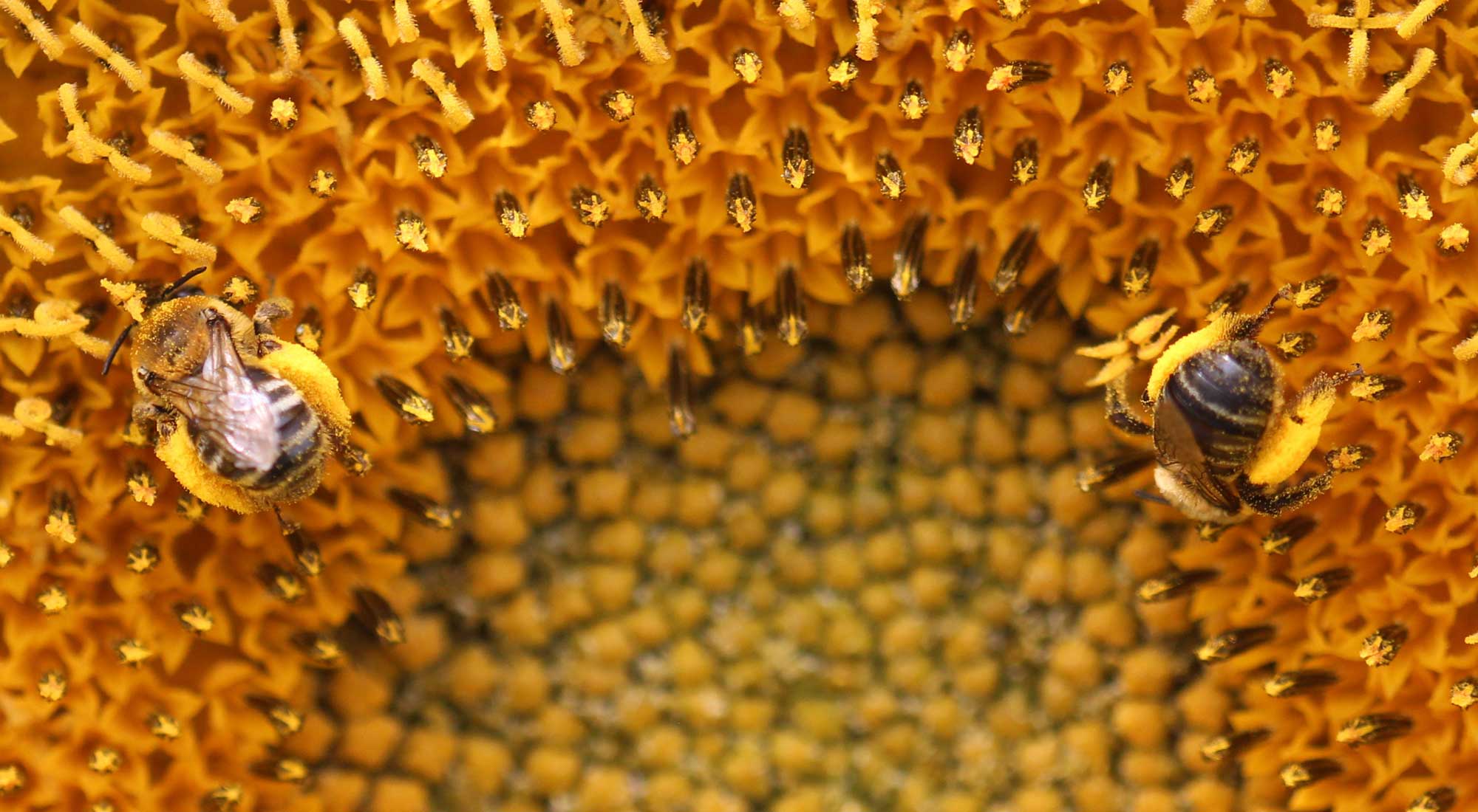 Brown bees on yellow flower.
