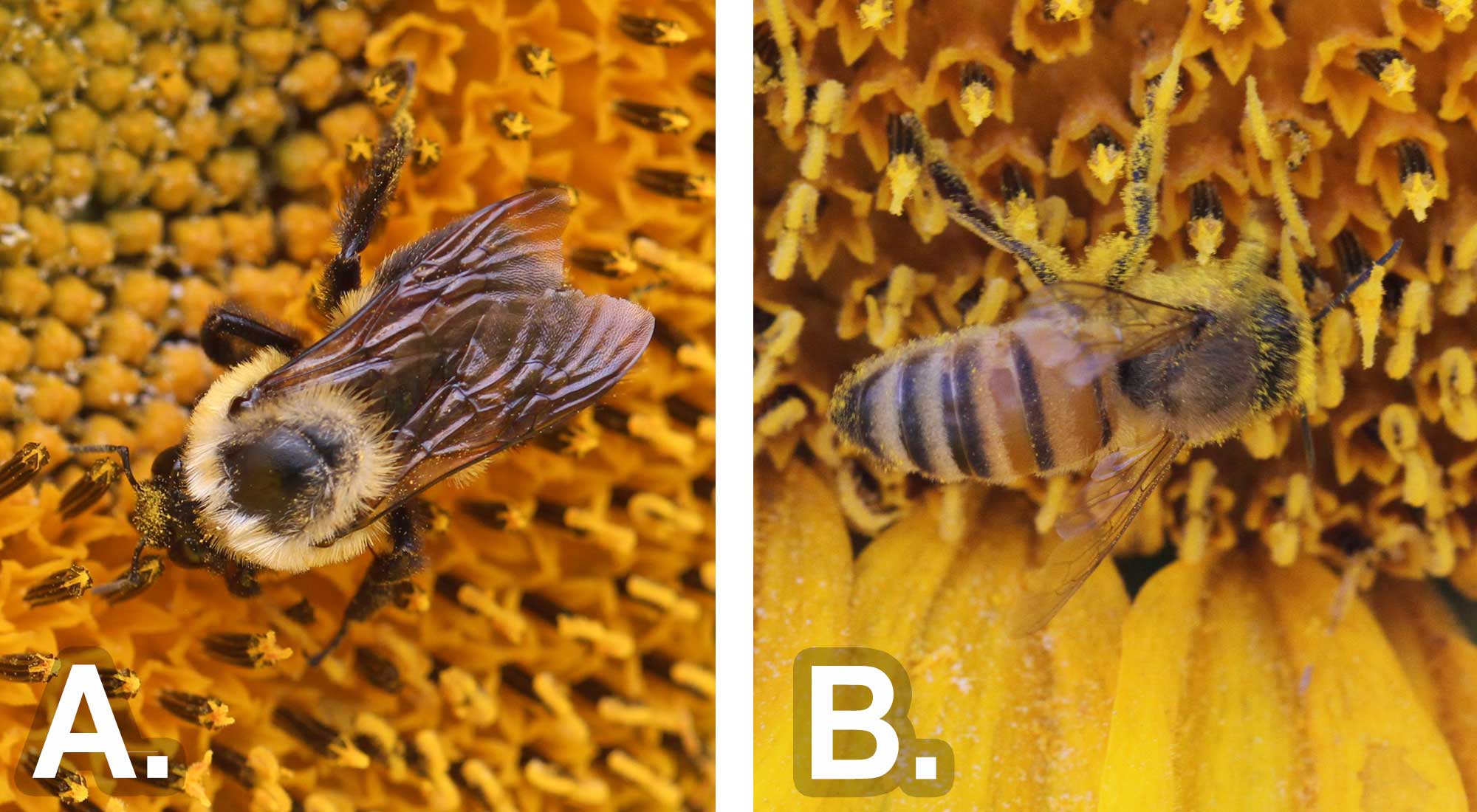 Left: Black and yellow bee on yellow flower. Right: Black and yellow bee on yellow flower.