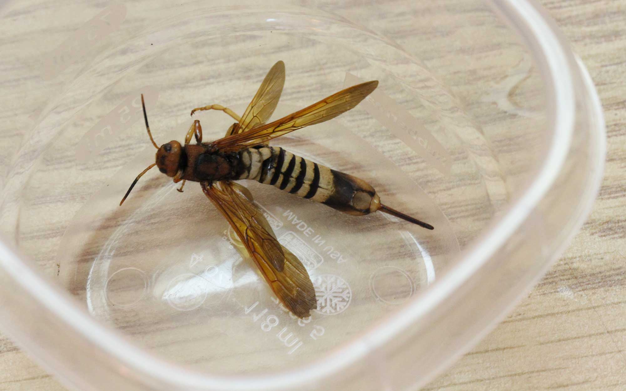 Black, yellow, and brown wasp in a clear container
