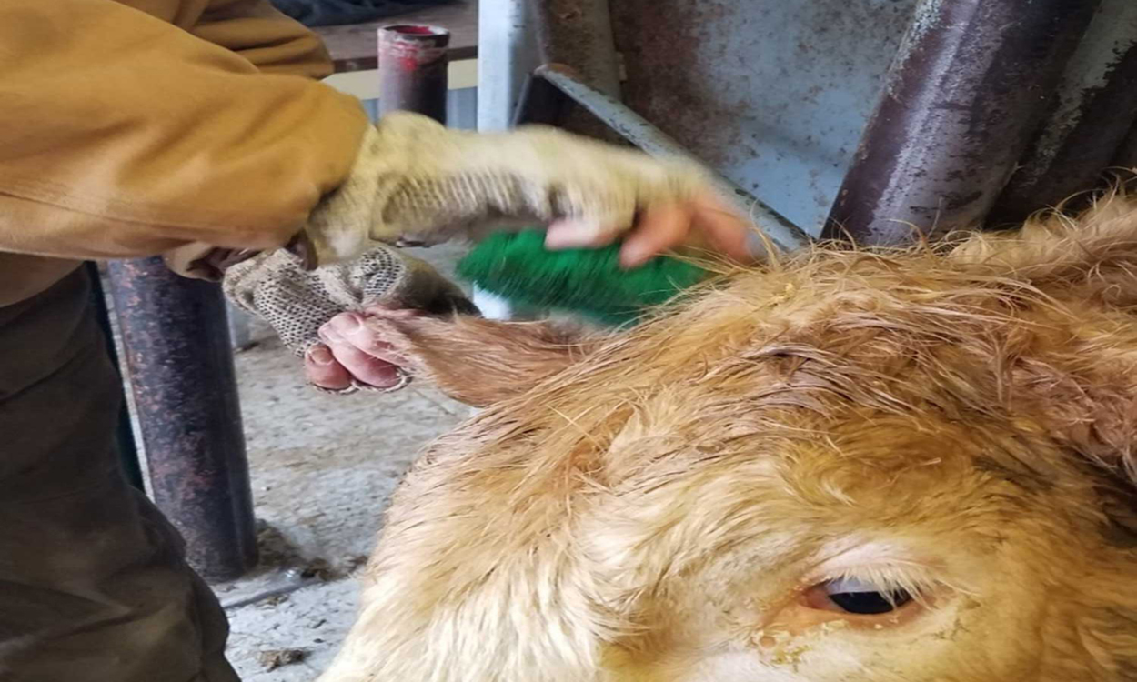 Rancher cleaning a cow's hear before applying an implant.