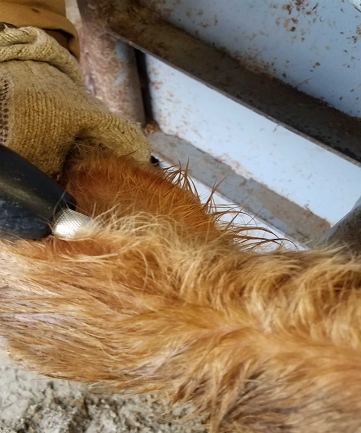 Rancher applying an implant inside a cow's ear with an implant gun.