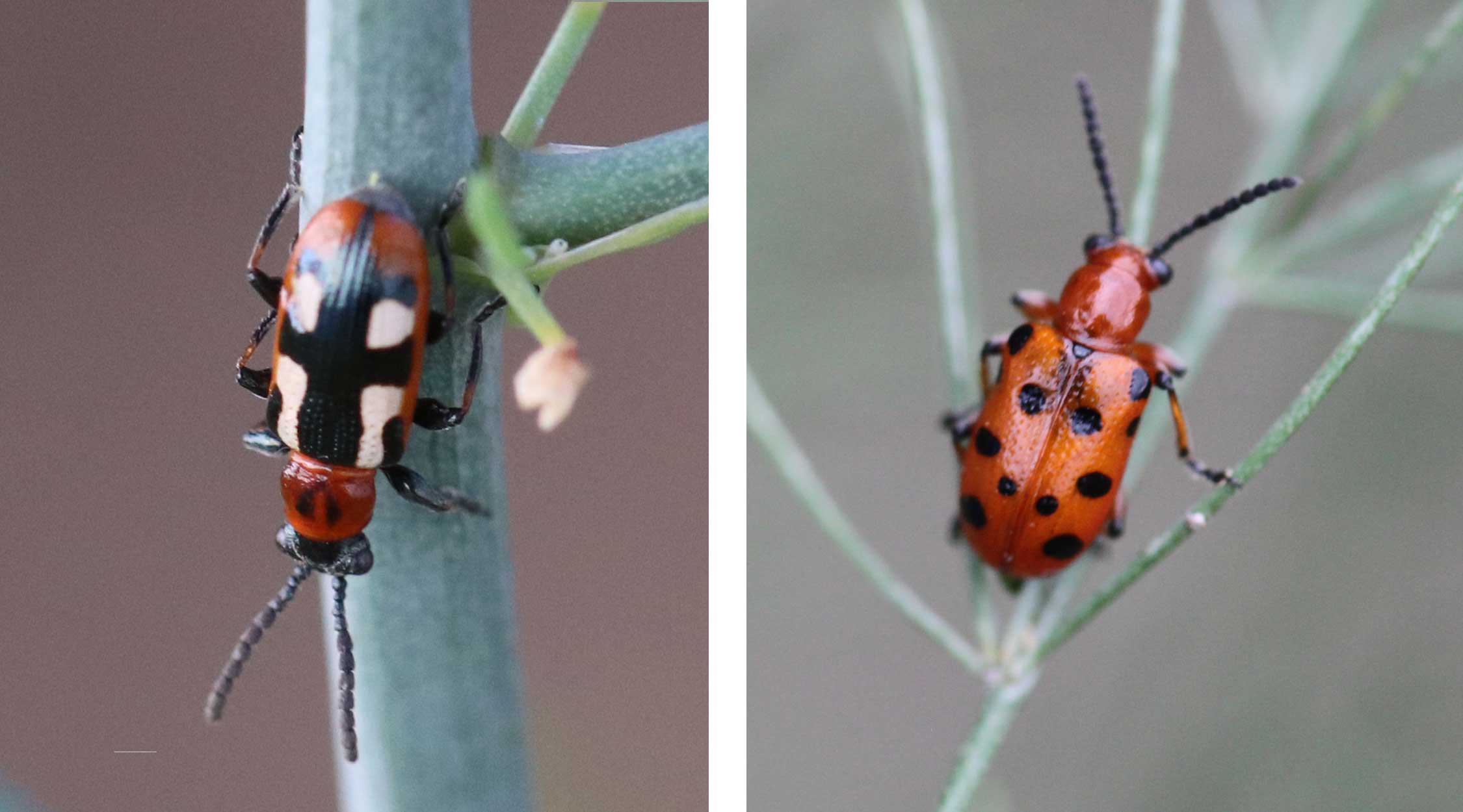 Left: Common asparagus beetle adult. Right: Twelve-spotted asparagus beetle adult.