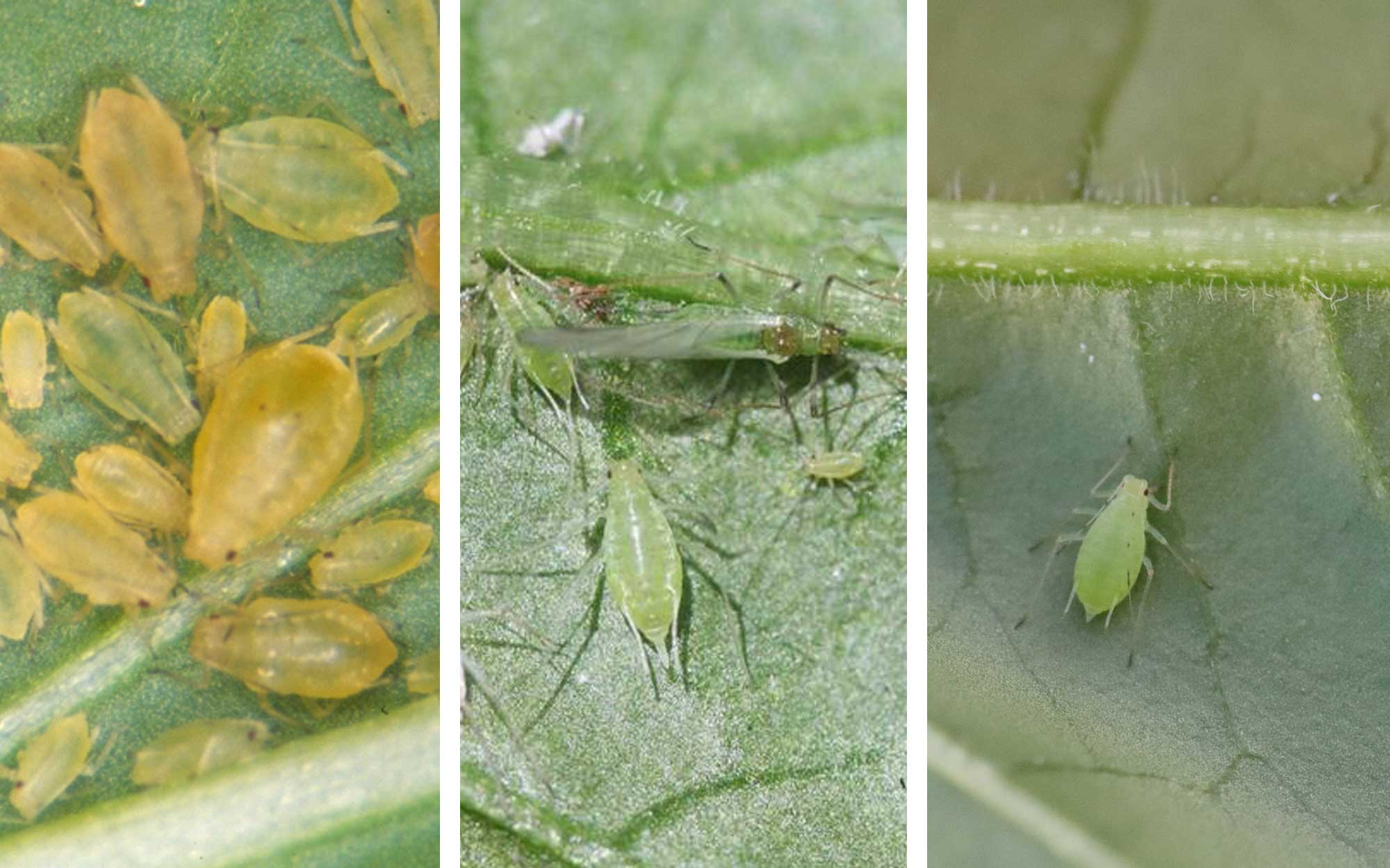 Three common aphids. From left: Green peach aphid colony. Potato aphid colony. Foxglove aphid on the underside of a pepper leaf.