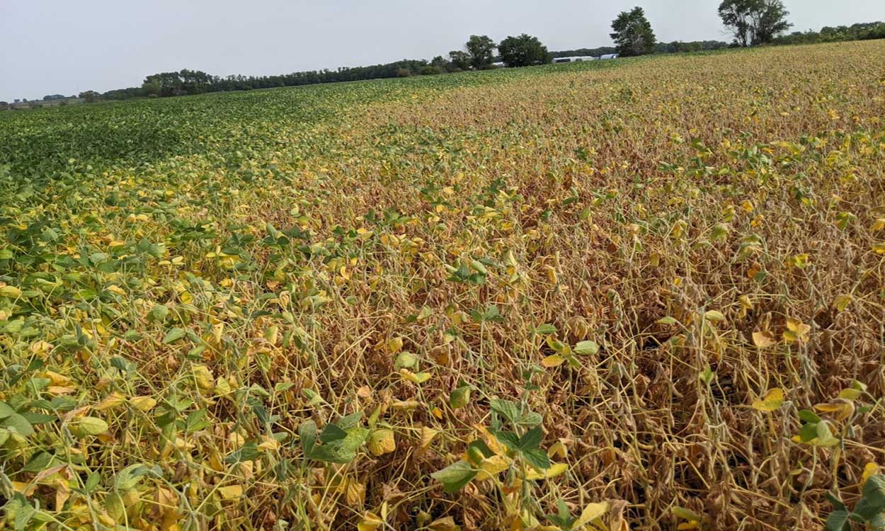 A portion of a soybean field drying up due to moisture stress.