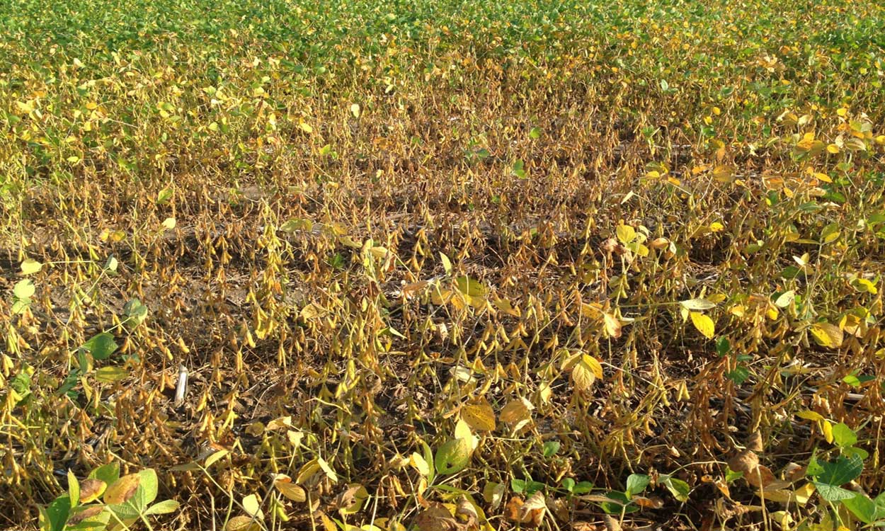 A soybean field showing plants in a circular pattern killed charcoal rot.