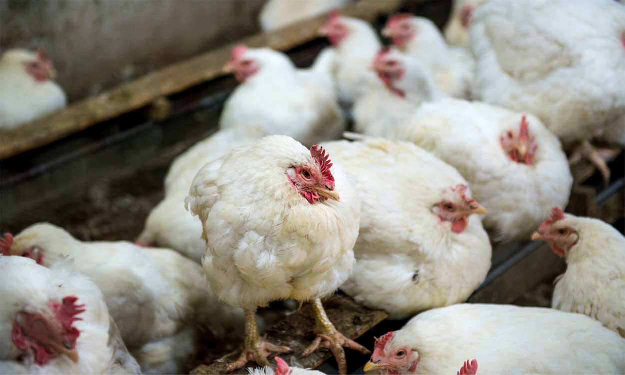 Several chickens in chicken coup. Some are resting lethargically.