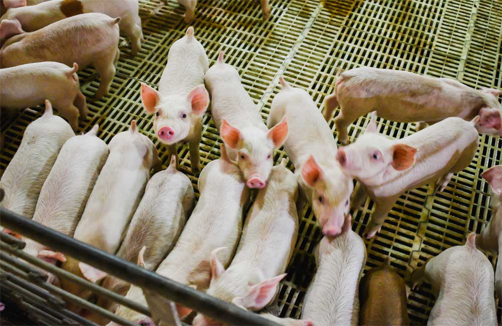 Group of weanling pigs inside a wean-to-finish facility.