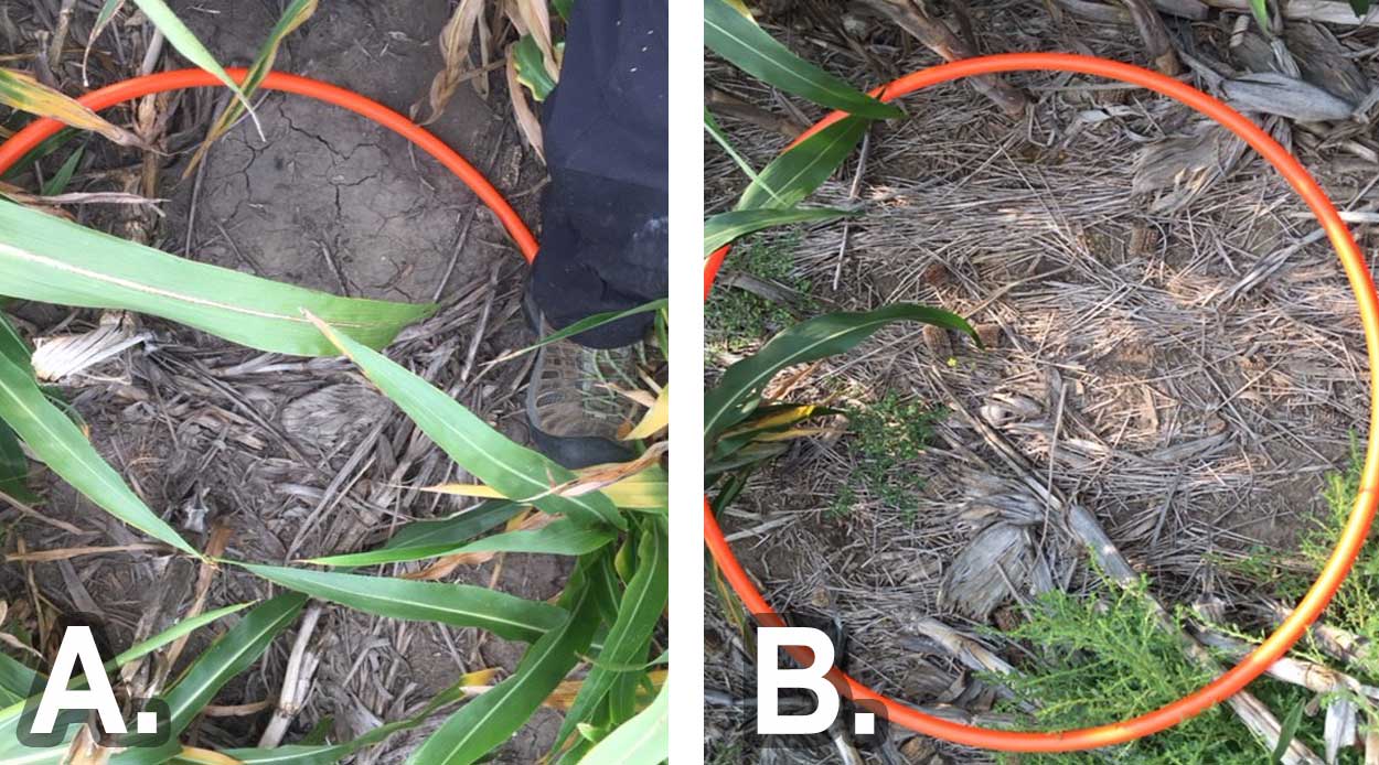 Left: Reduced residue on soil surface after a fire occurrence. Right: More residue on surface in areas of same field where no fire occurred.