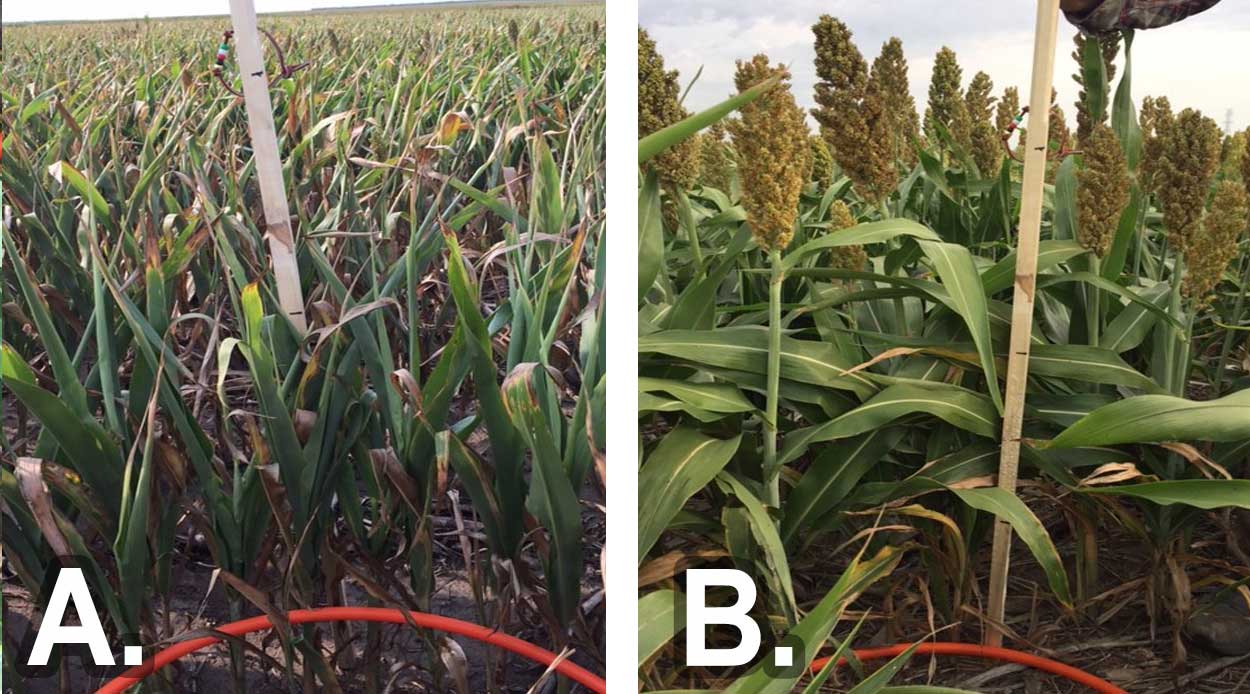 Left: Sorghum showing poor growth. Right: Healthy looking field of sorghum.