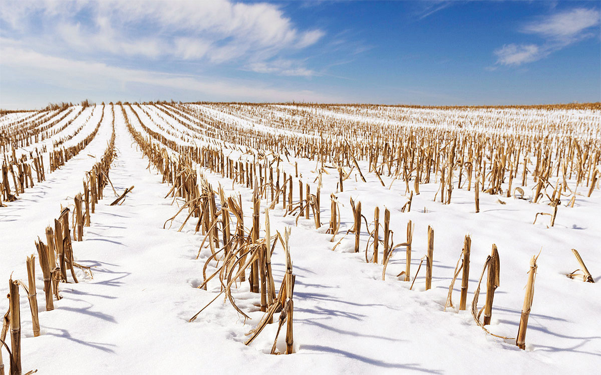 Harvested cornfield in winter.