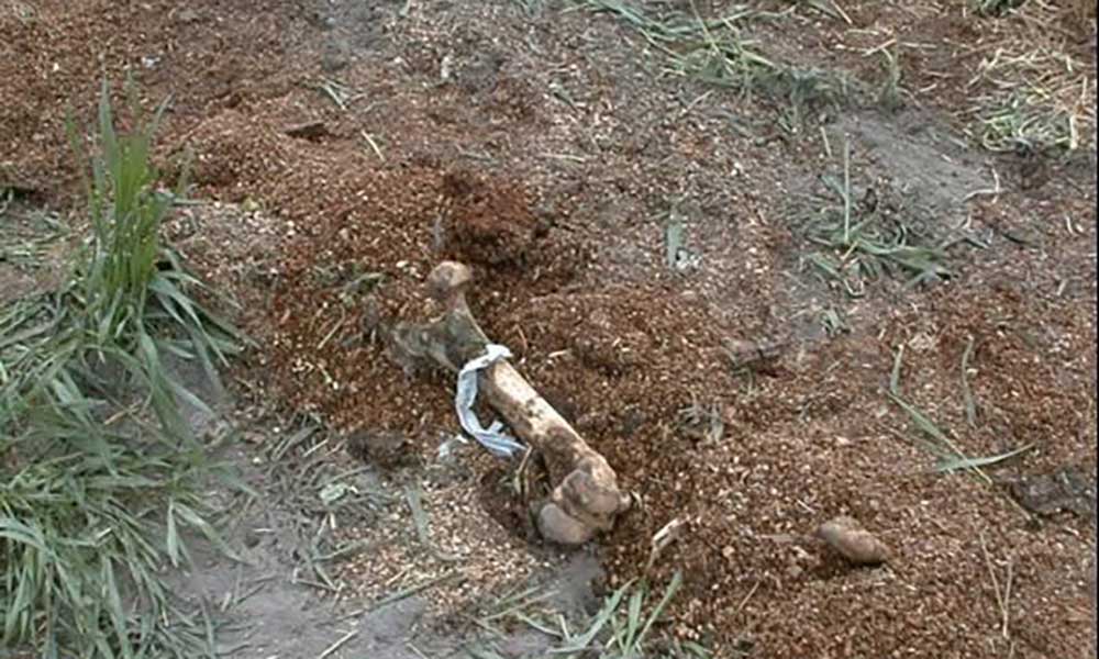 Large animal bone that is visible in a compost pile.