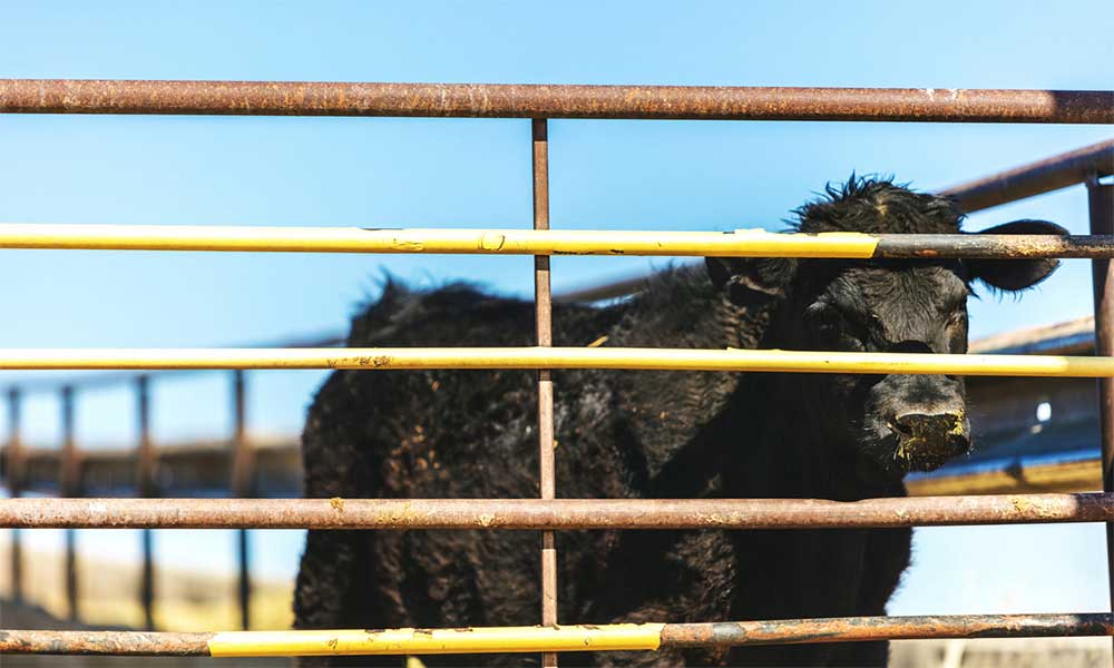 A black calf isolated in a feedlot.