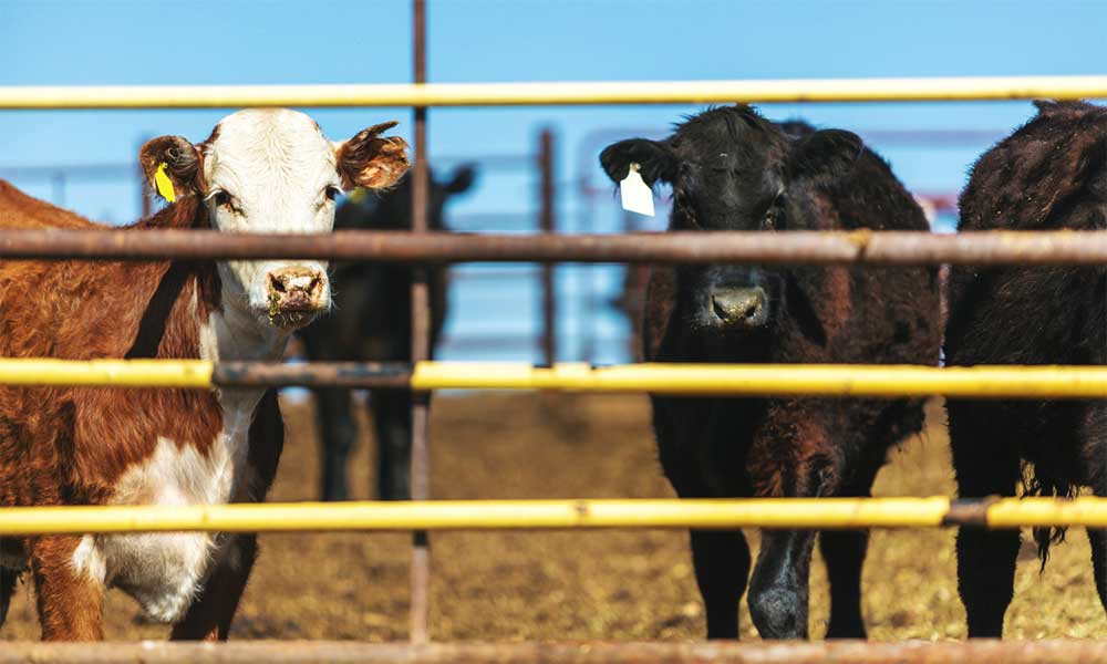 Group of mixed cattle behind a feedlot fence.