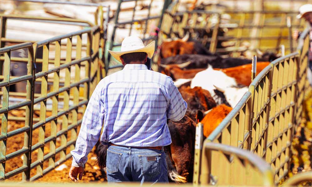 Rancher moving a group of feedlot cattle.