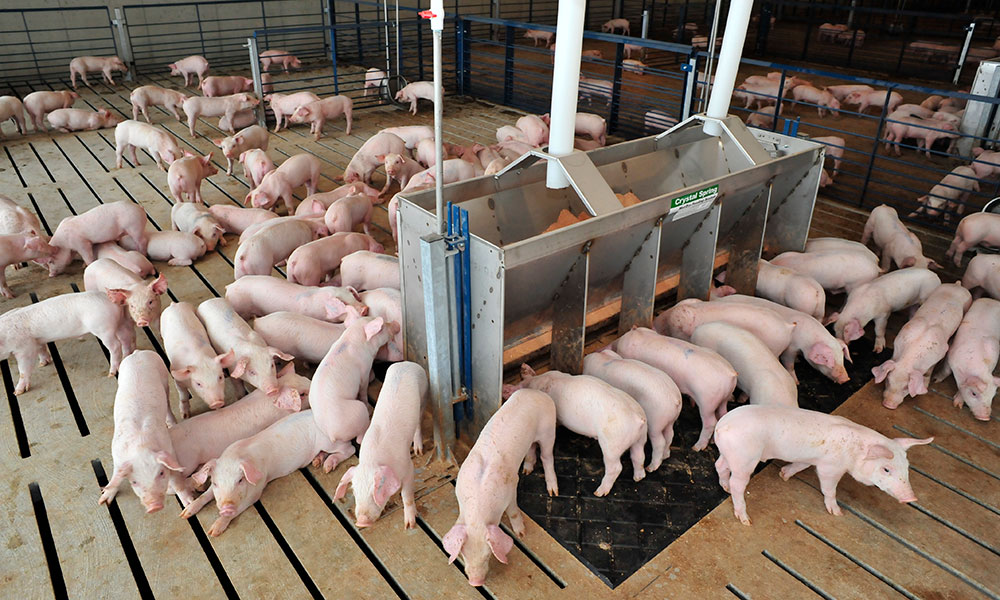 Herd of young pigs inside a wean-to-finish facility.