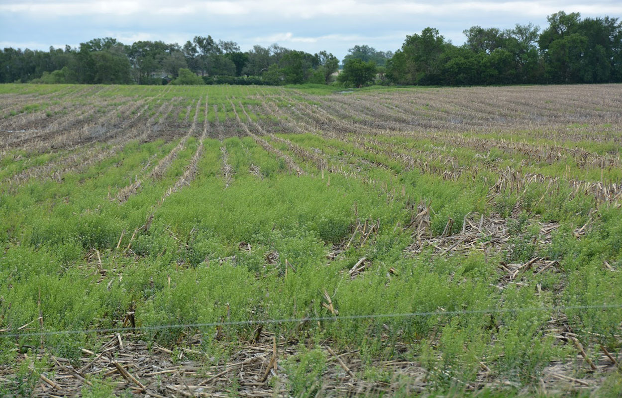 Harvested corn field with field pennycress throughout.