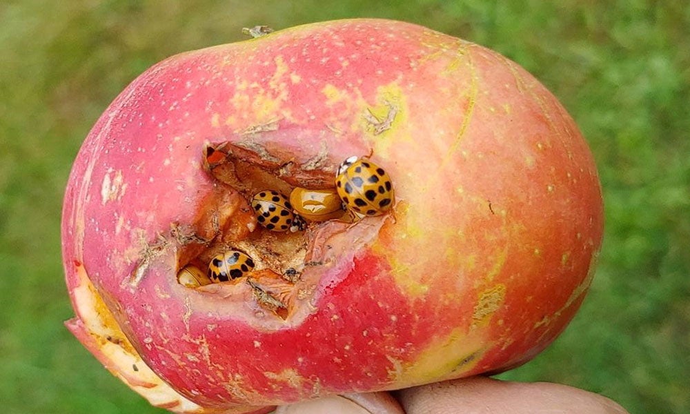 Orange beetles with black spots feeding under the skin of an apple.