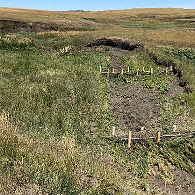 A series of beaver dam analog structures built to limit rangeland erosion.