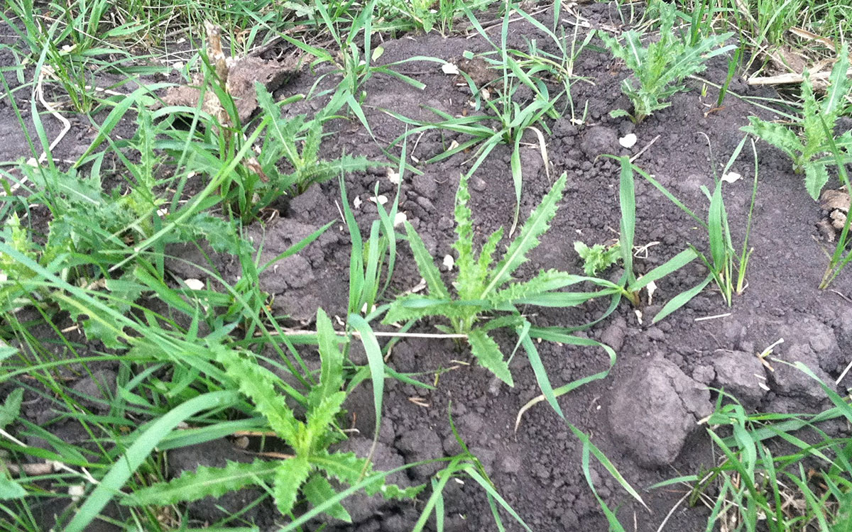 Exposed soil in pastureland with an emerging Canada thistle problem.