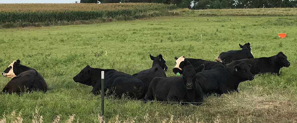 A group of cattle resting in pasture. They appear uninterested in the Canada thistle growing throughout.