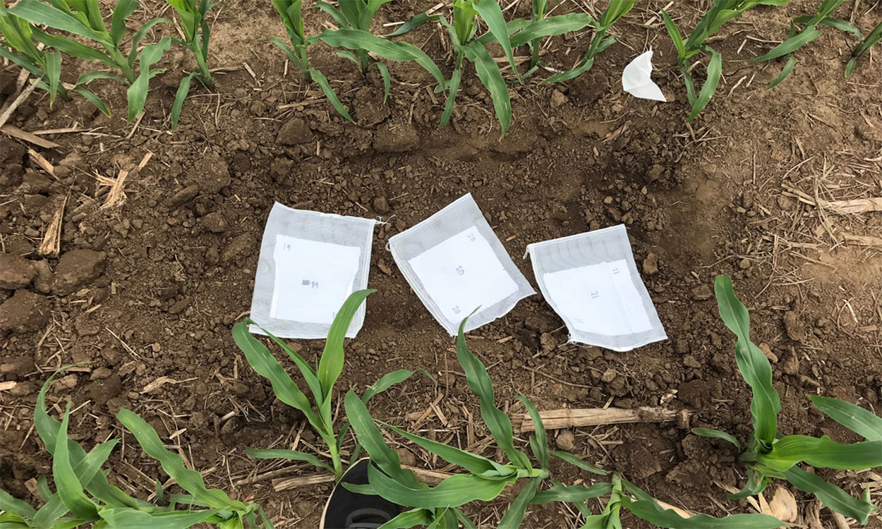 Two rows of corn at V5 leaf growth stage looking down from above. Between the corn rows there are 3 separate cotton strips placed on the soil surface just before burial in a 2-inch-deep trench. The cotton strips are numbered for their identification after recovery at three different dates.