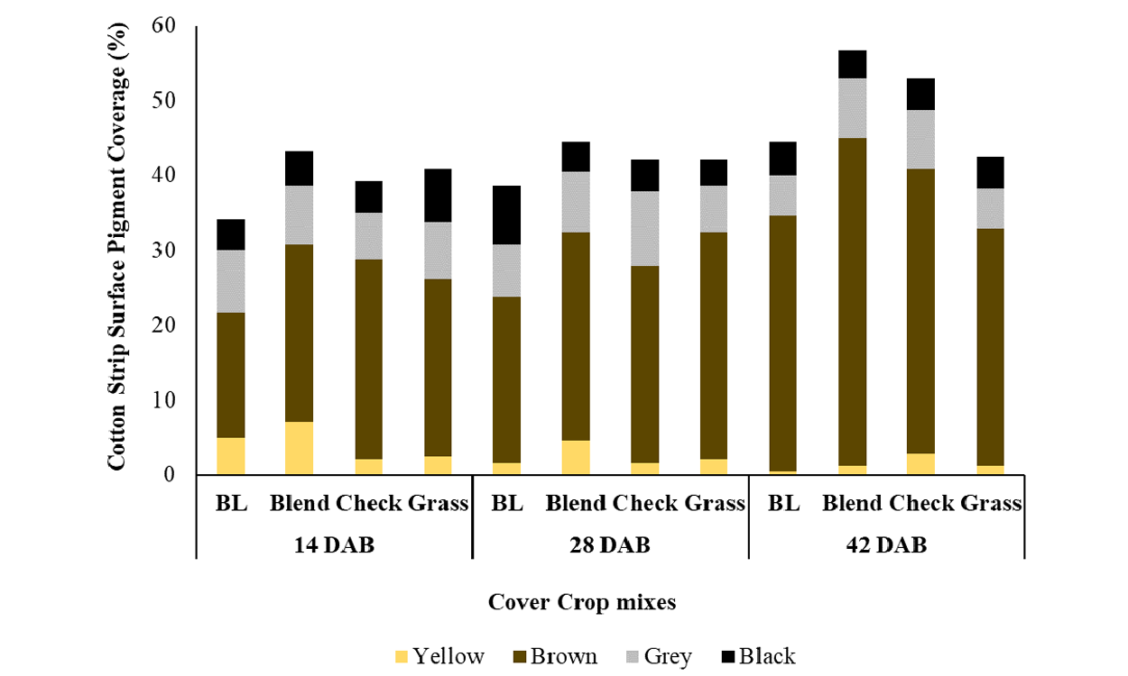 A stacked bar diagram. The y axis shows how much surface area (% of total surface) yellow, brown, grey and black pigments cover on the recovered strips’ surface. The figure shows pigmentation patterns on the strip surfaces recovered after 14, 21, 28 days after burial (DAB) under broadleaf, blend, and grass cover crop mixes. Total pigment coverage ranges from about 35% under broad leaf mix at 14 DAB to 55% under blend 50-50 mix at 28 DAB. Brown pigment is dominant among all 4 pigments on the strip surfaces.