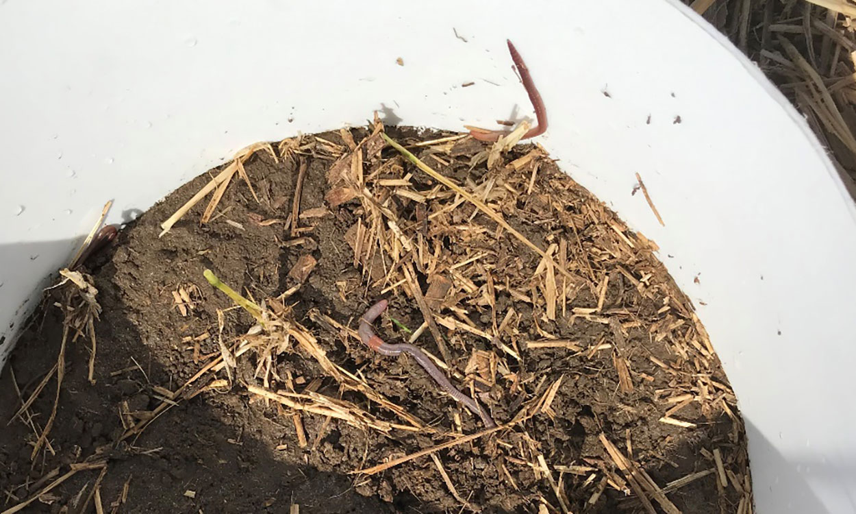 Earthworms on the soil surface inside a white hard-plastic ring, after mustard-vinegar solution was drained down through the soil profile forcing earthworms out onto the surface in order to be counted.