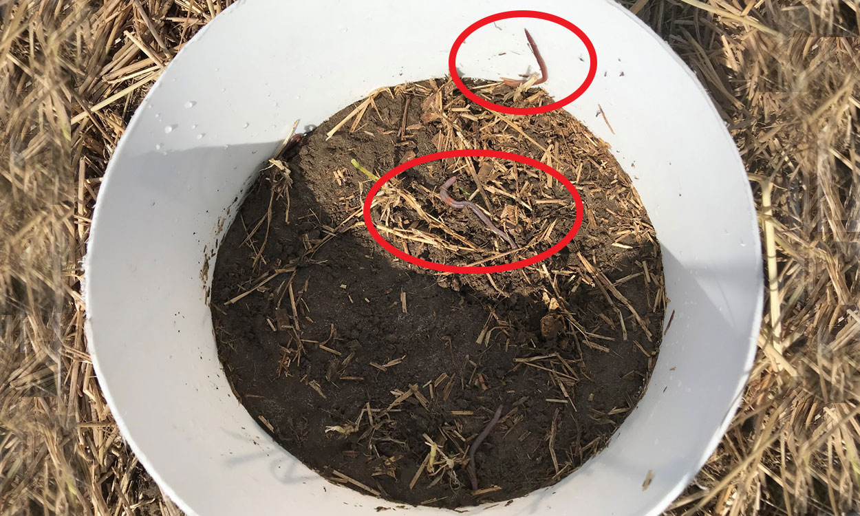 Earthworms on the soil surface inside a white hard-plastic ring, after mustard-vinegar solution was drained down through the soil profile forcing earthworms out onto the surface in order to be counted.