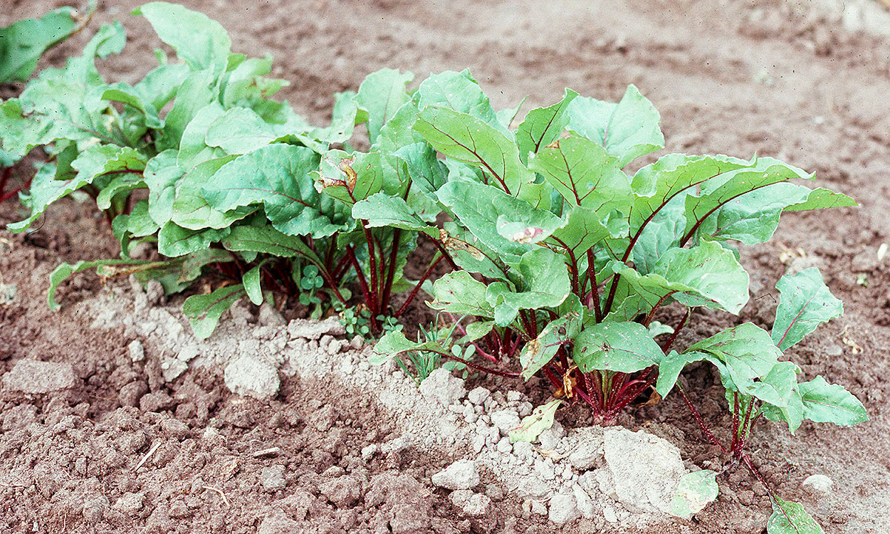 Image of A row of beet and tomato plants in a garden bed