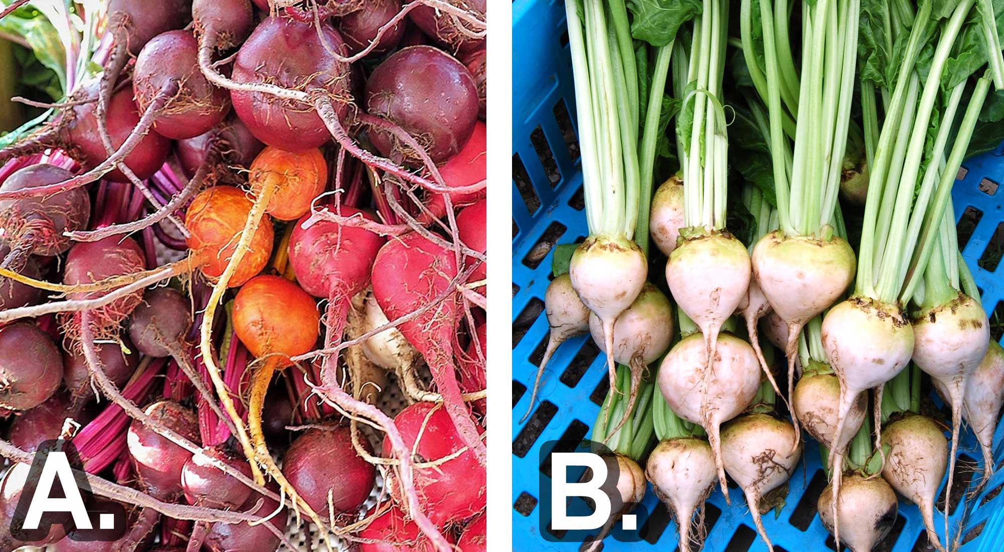 Left: A variety of colorful garden beets. Right: A bunch of freshly harvested white beets.