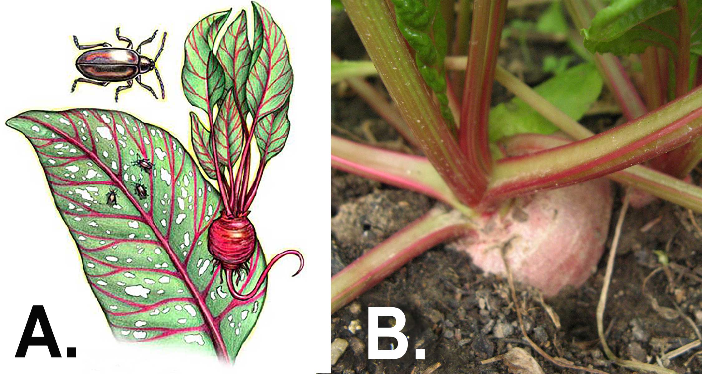 Left: Illustration of flea beetles on a beet plant. Right: Beet plant with all tops condition. The plant is close to another plant and has nearly uprooted itself.