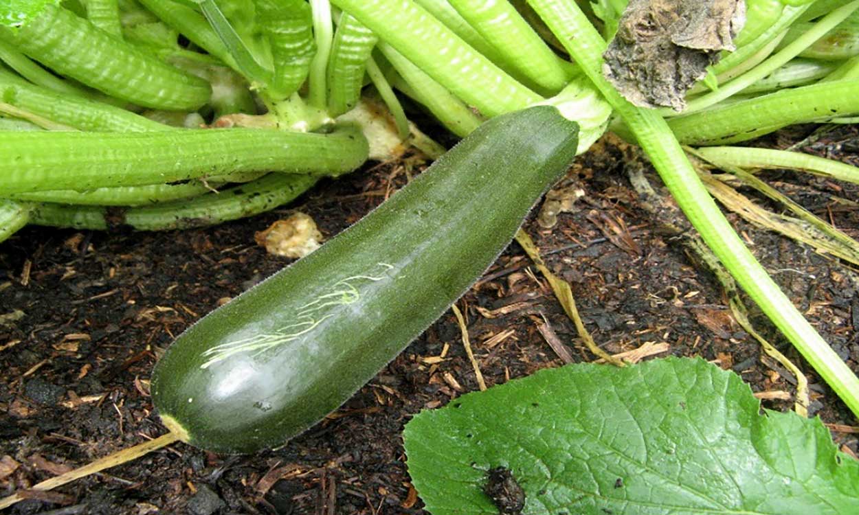 Zucchini ready to harvest. Courtesy: Mary Roduner