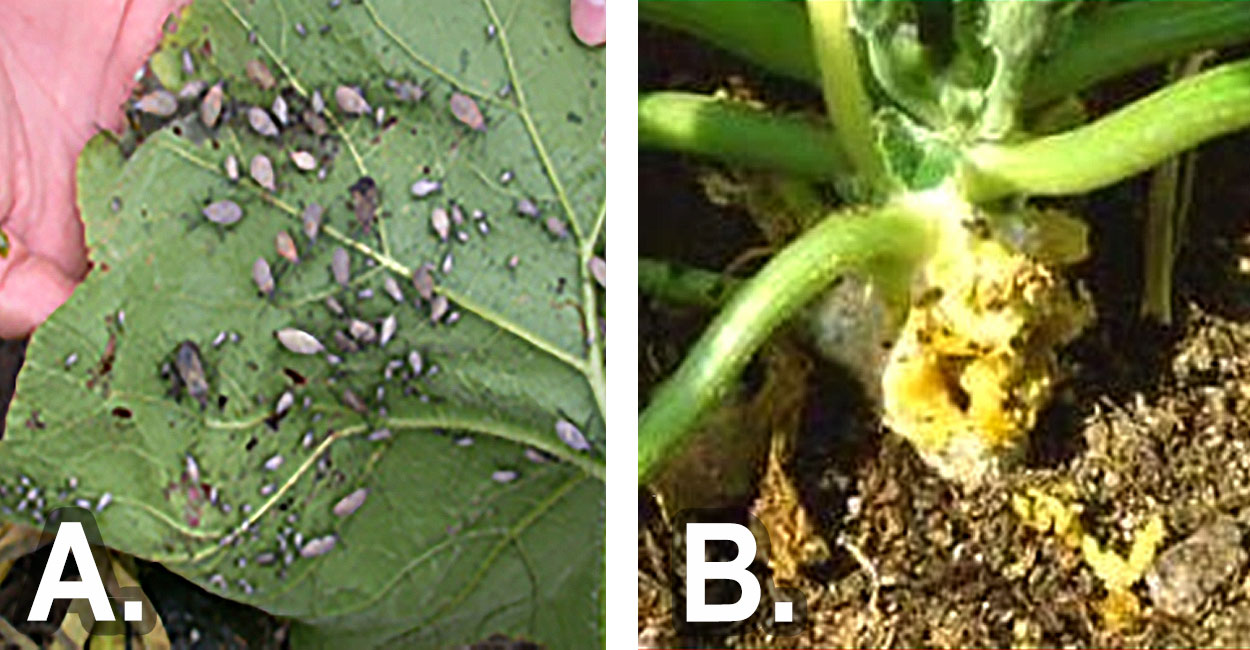 Left: Squash bugs feeding on a leaf. Right: A squash vine with noticeable damage from squash vine borers.