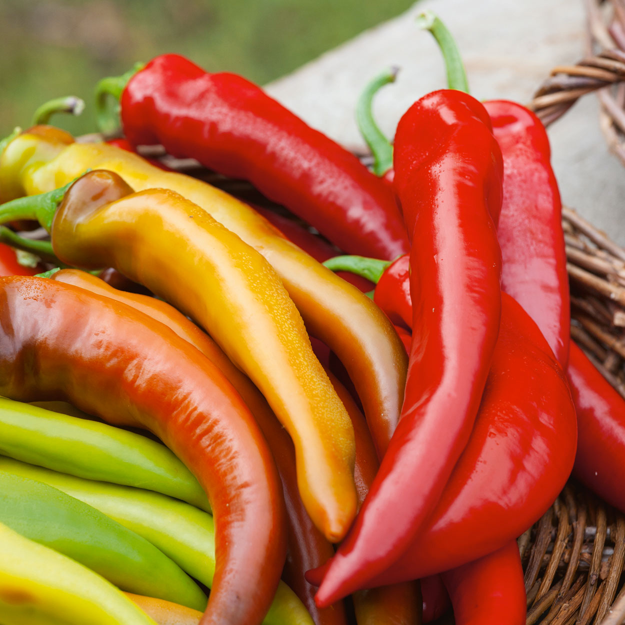Variety of long, skinny peppers in a basket with colors ranging from yellow to red.