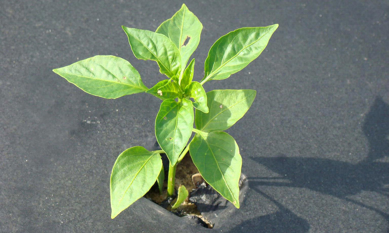 A transplanted pepper plant emerging from black, plastic mulch.