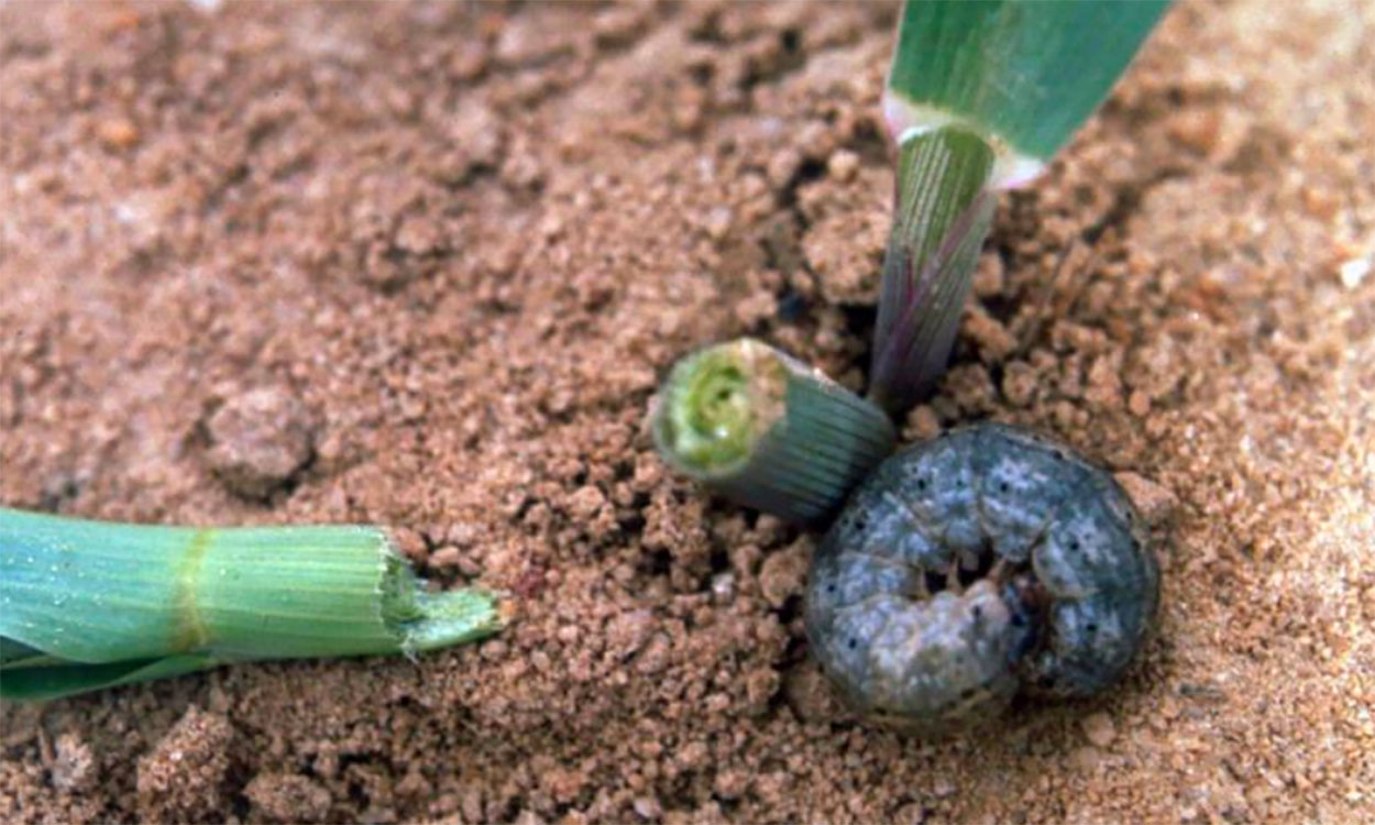 Black cutworm larva (Agrotis ipsilon) lying next to the damage it caused to a young corn plant.