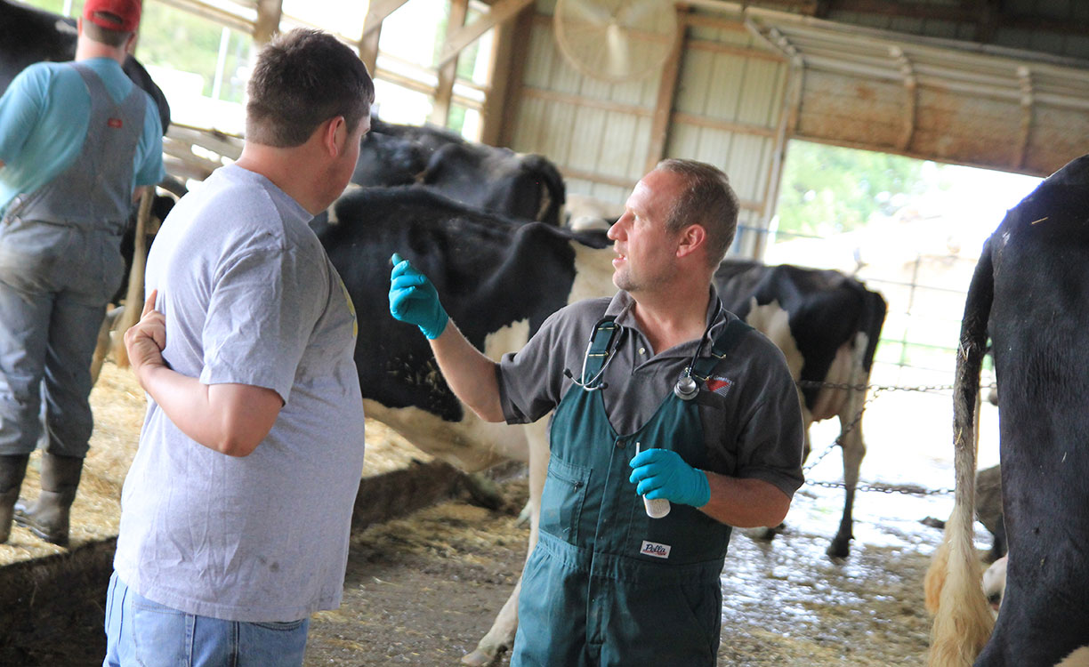 Two people having a conversation, one being the herd manager and the other the employee in a dairy free stall barn.)