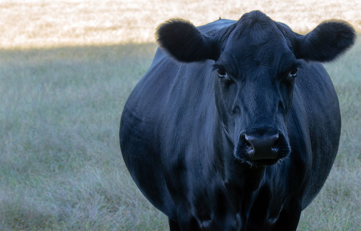 Pregnant black angus cow.
