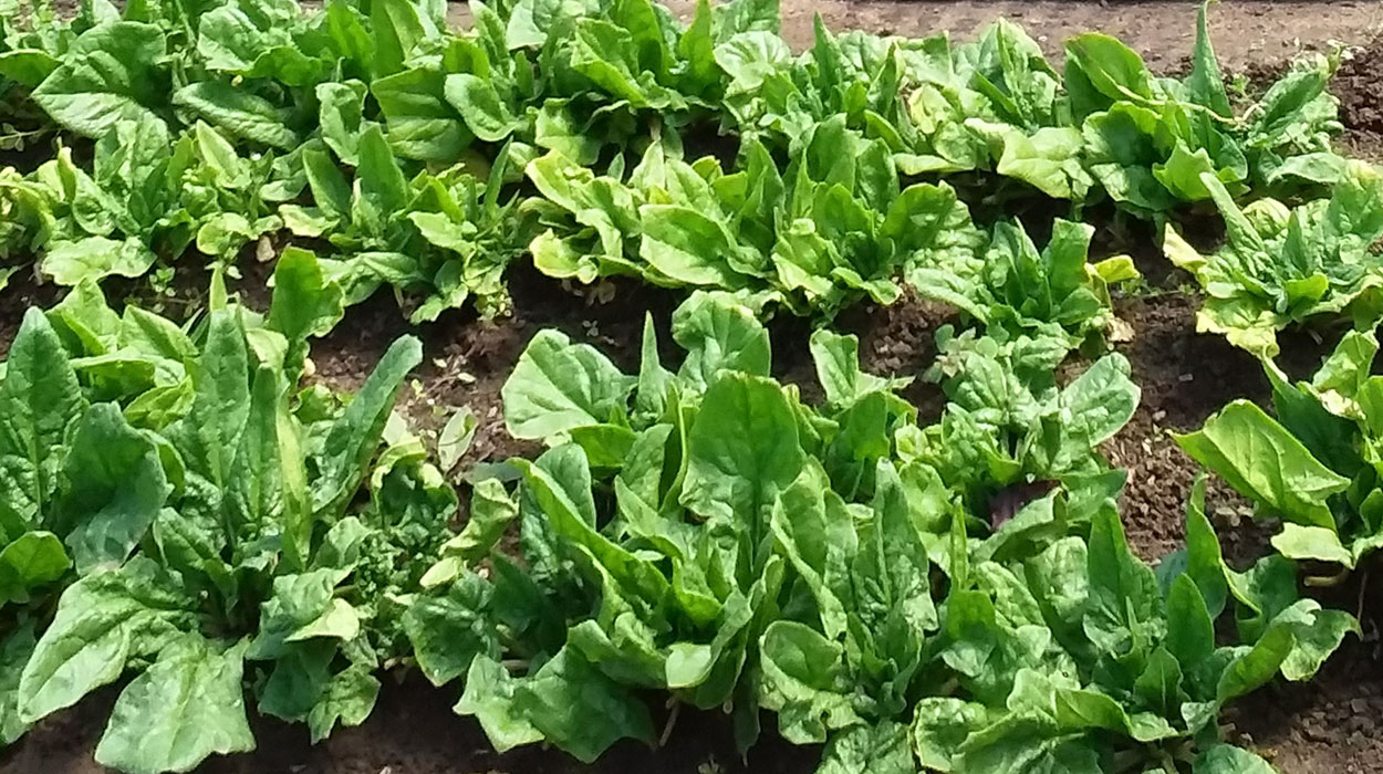 Two rows of leafy, salad greens growing in a garden.