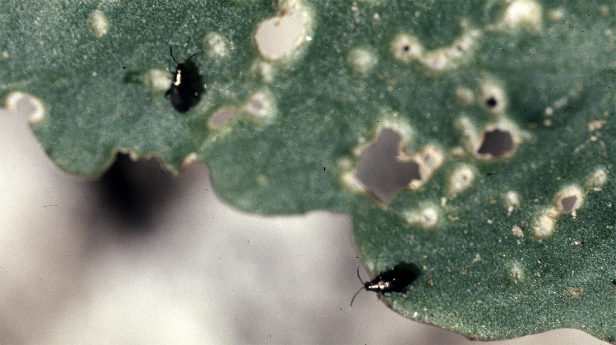 Two black beetles feeding on a leaf of salad greens.