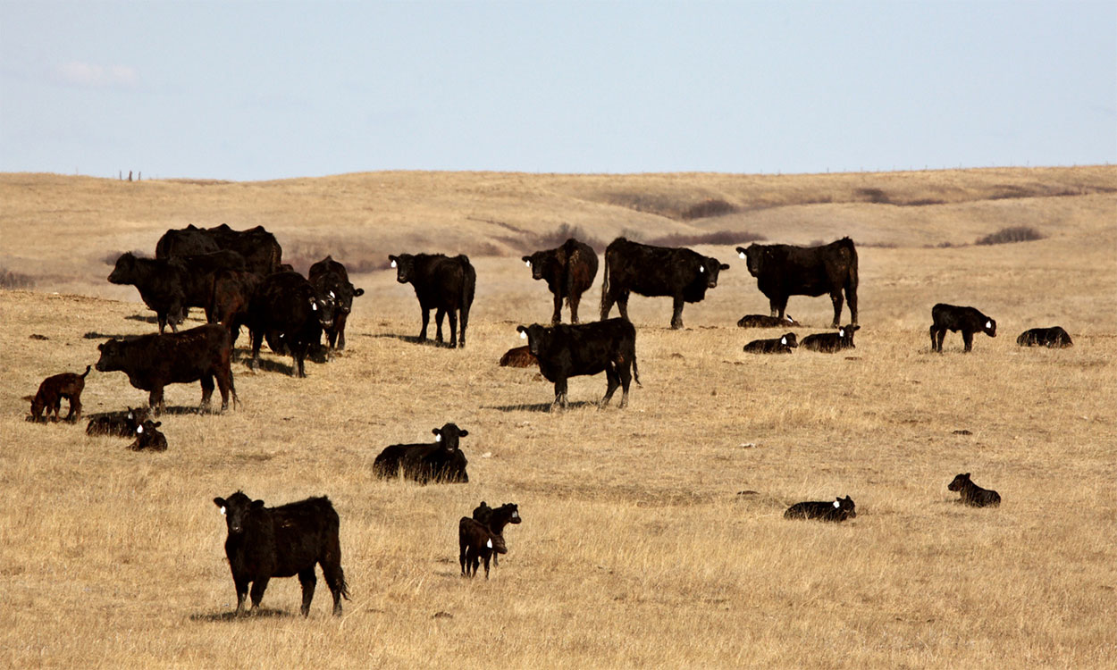 Young calves with cattle herd in spring.