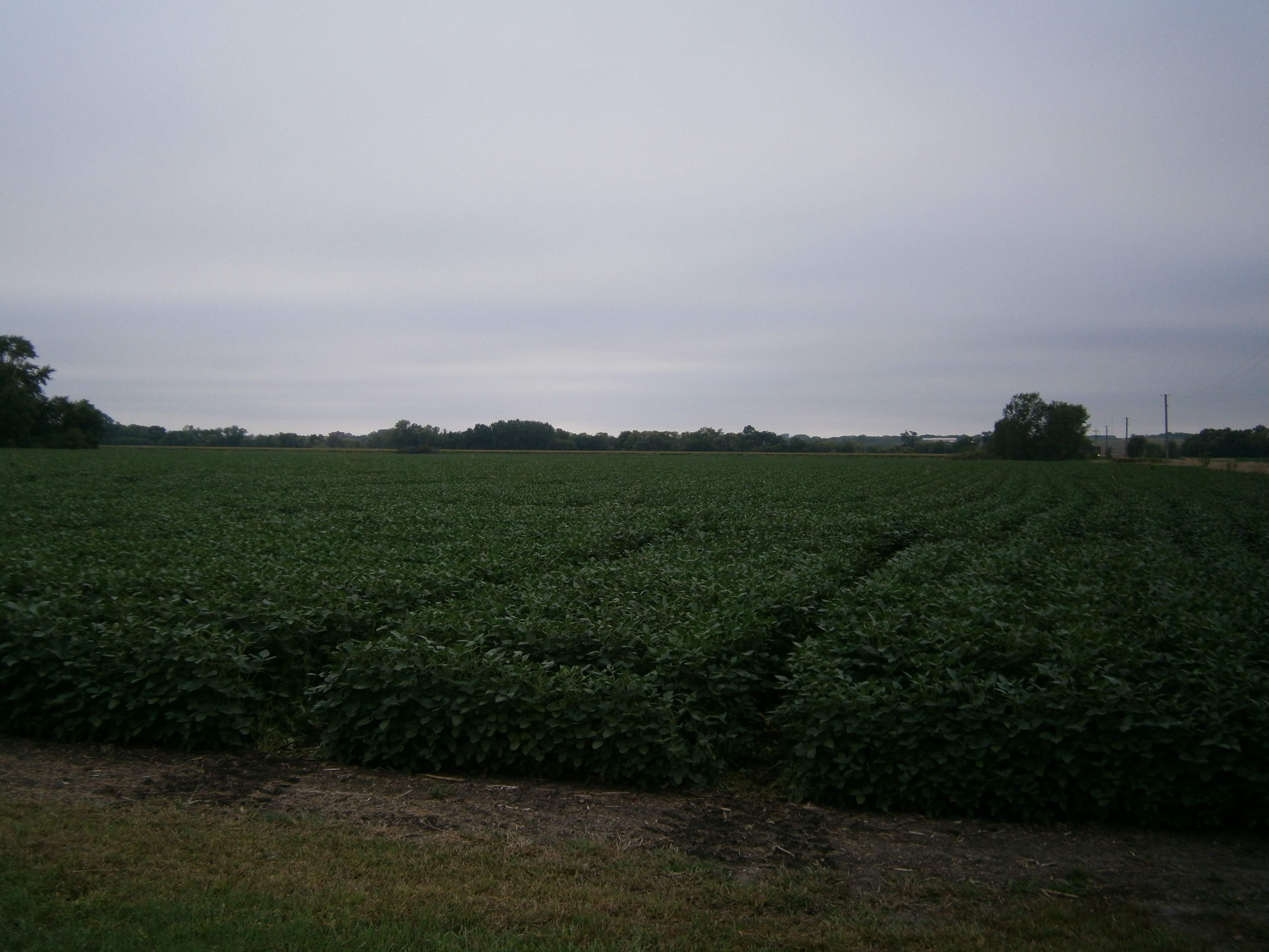 a field with plots of soybeans