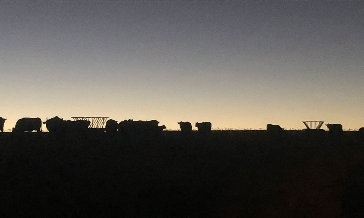 Small herd of cattle waiting for feed at dusk.