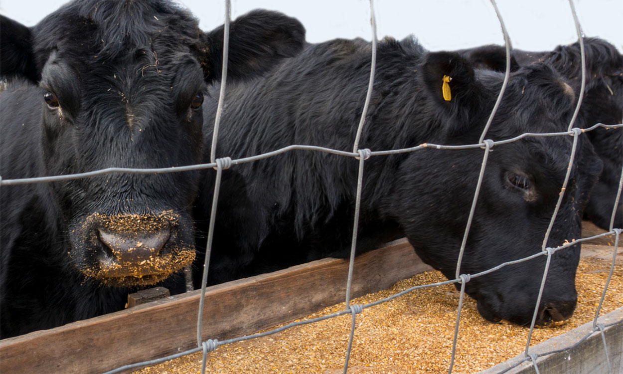 Black angus cattle eating a corn feed ration from a small feeding bunk.