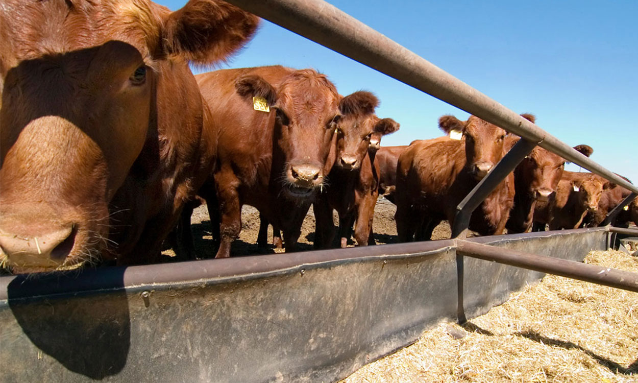 Several red angus cattle feeding at a feed bunk.