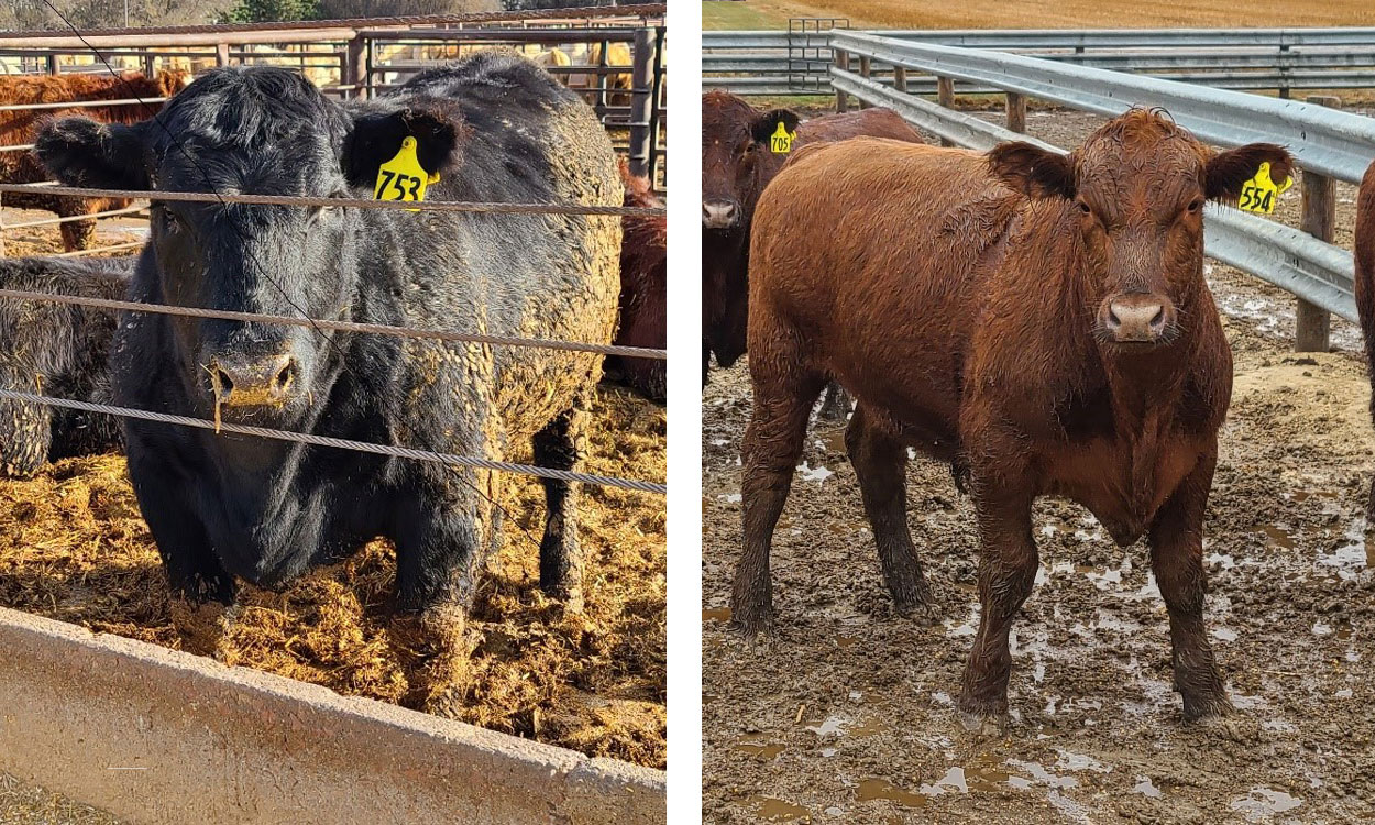 Left: Black cow with the appropriate amount of fat cover, or finish for market. Right: Red steer that needs more time on feed.