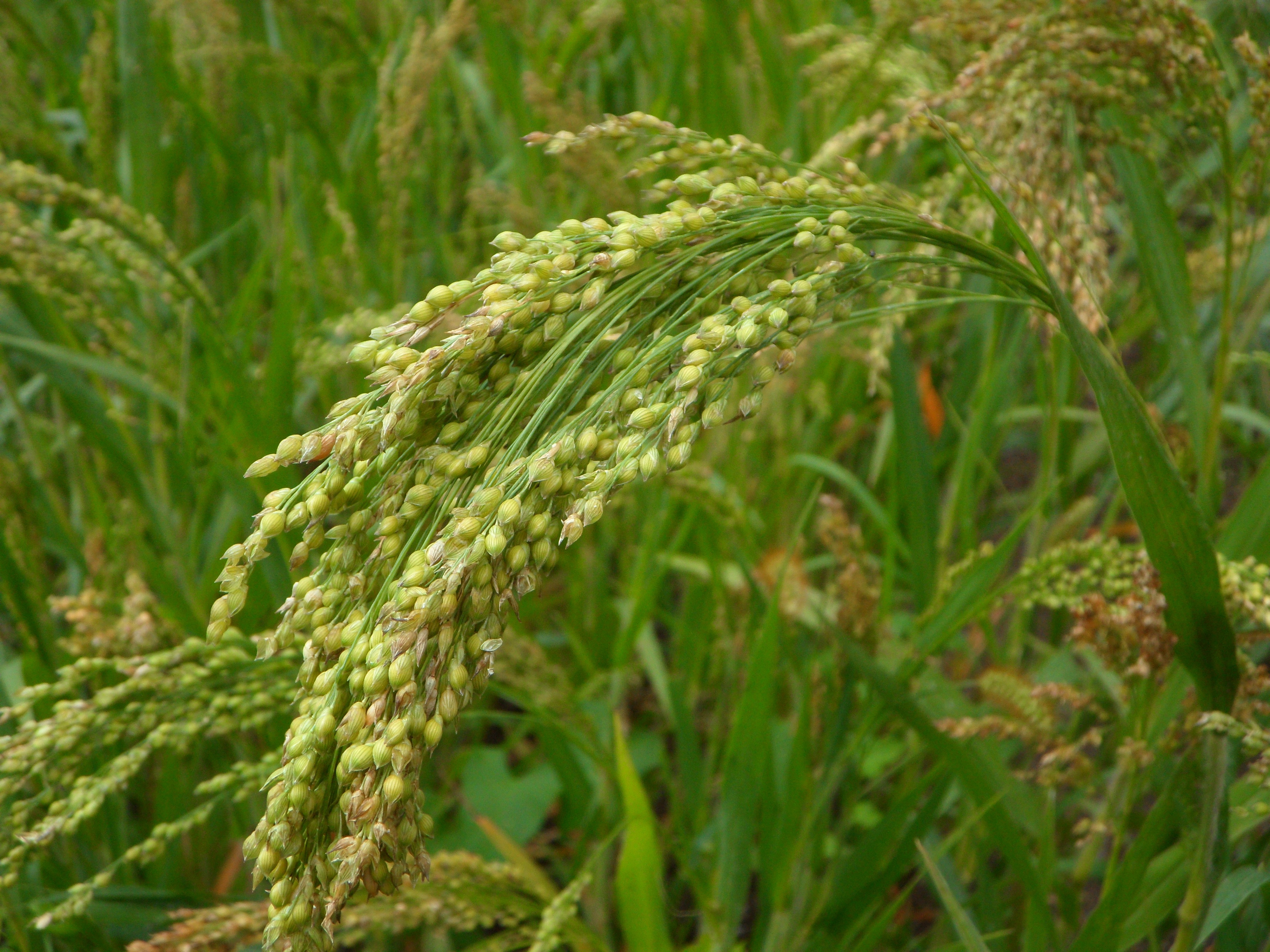 green plant growing in a field with small grains growing on the ends