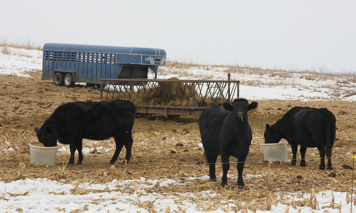 Three cattle feeding on supplemental forage near cornstalks.