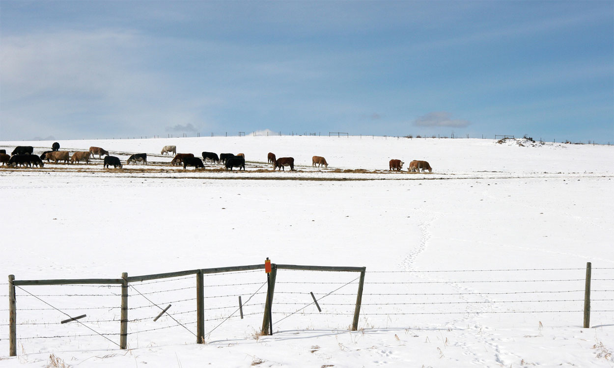 Cattle feeding on supplemental forage distributed on winter range.