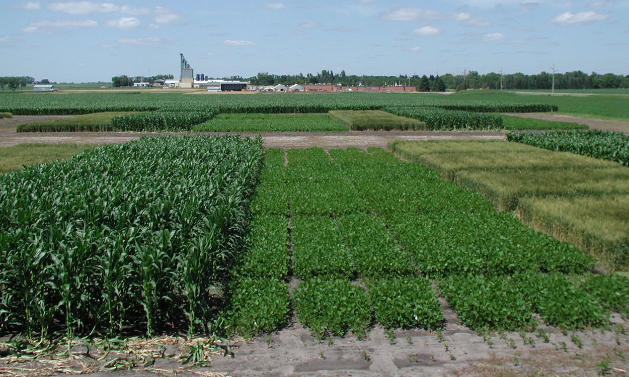 Several variety trial plots for different crops.